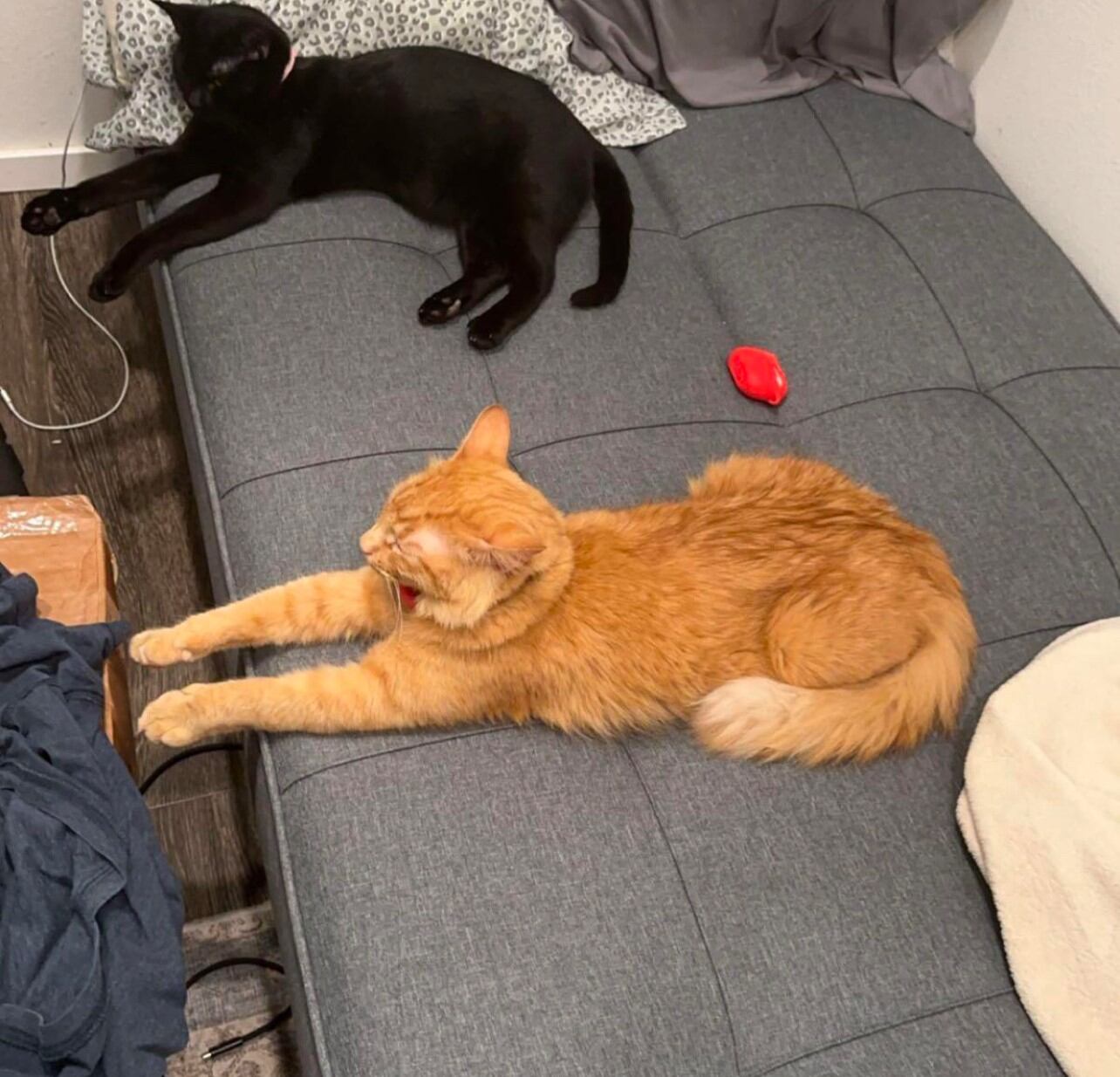Seattle man caught in missing cat scam