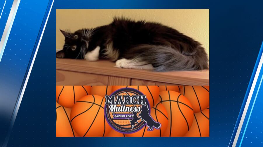 Three WA animal shelters advance to ‘Furry Four’ of March Muttness