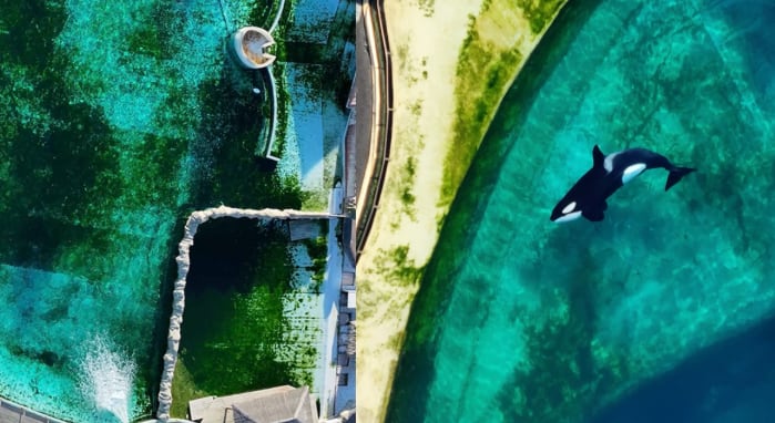 Video of abandoned orcas at closed marine park sparks outrage